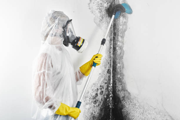 Best Commercial Mold Inspection  in Chadwicks, NY