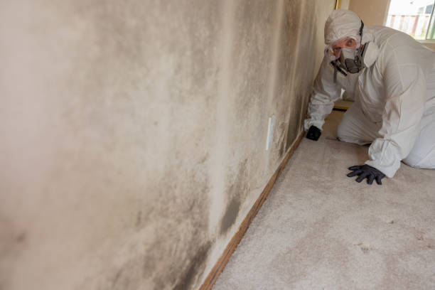 Best Environmental Consulting for Mold Prevention  in Chadwicks, NY